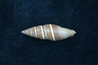 藏品(黑筆螺)的圖片